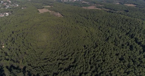 Drone flight over pine mediterranian forest Stock Footage 93394706