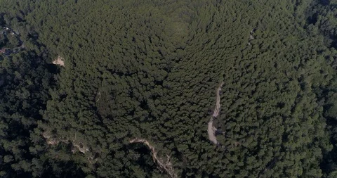 Drone flight over pine mediterranian forest Stock Footage 93394961