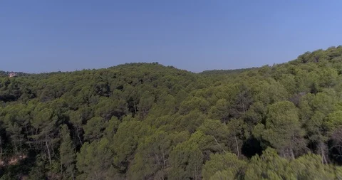 Drone flight over pine mediterranian forest Stock Footage 93395145