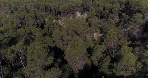 Drone flight over pine mediterranian forest Stock Footage 93395312