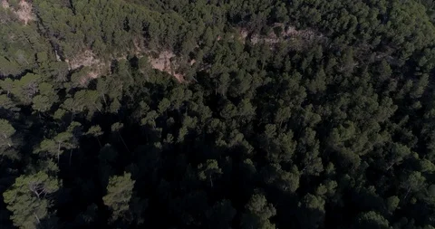 Drone flight over pine mediterranian forest Stock Footage 93395499