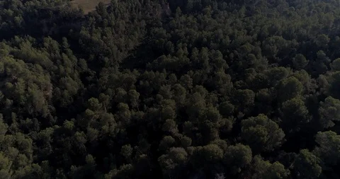 Drone flight over pine mediterranian forest Stock Footage 93395888