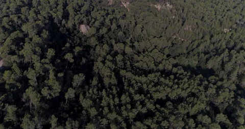 Drone flight over pine mediterranian forest Stock Footage 93395955