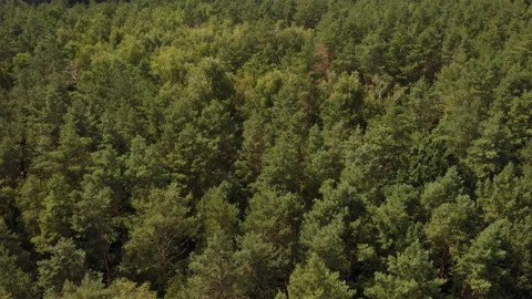 Drone flight over a pine summer forest during daytime. Stock Footage 169502428