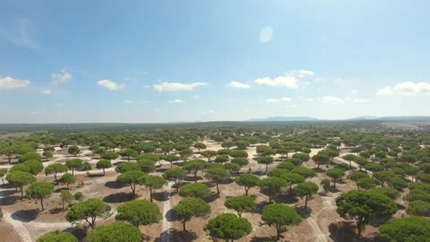 Drone flight over pine trees 库存影片 160119204