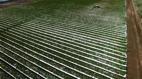 Drone flight over plantation field with tractor irrigating it near the highway Stock Footage 80978536