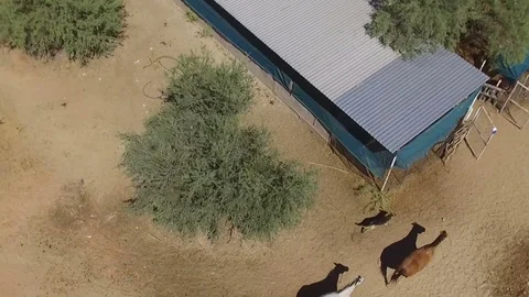 Drone flight over ranch in Mexico with horses Stock Footage 81769854