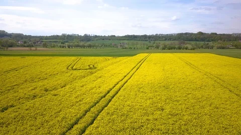 Drone flight over rape field in countryside. Stock Footage 107339104