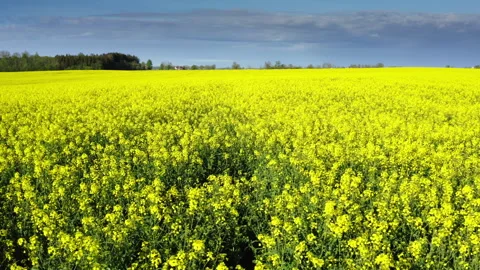 Drone flight over a rapeseed field with visible traces of agricultural machinery Stock Footage 277452886