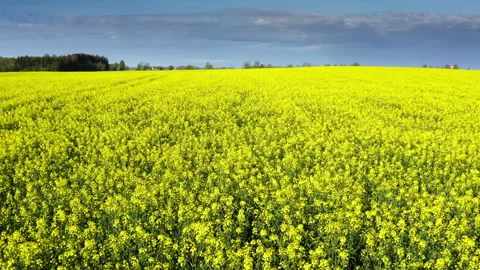 Drone flight over a rapeseed field with visible traces of agricultural machinery Stock Footage 281678277