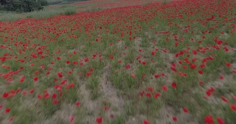Drone flight over red field of poppies Stock Footage 90495402