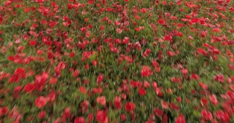 Drone flight over red field of poppies Stock Footage 90495481