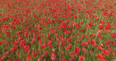 Drone flight over red field of poppies Stock Footage 90495643