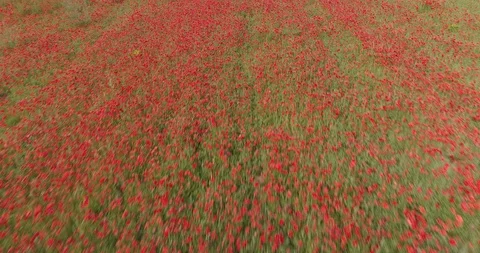 Drone flight over red field of poppies Stock Footage 90495650