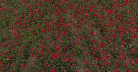 Drone flight over red field of poppies Stock Footage 90495671