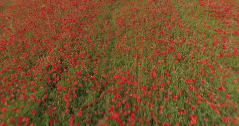 Drone flight over red field of poppies Stock Footage 90495676