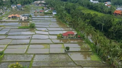 Drone flight over the rice fields of Ubud (Bali) Stock Footage 103512518