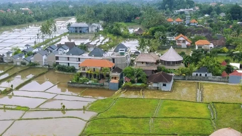 Drone flight over the rice fields of Ubud 2 (Bali) Stock Footage 103514348