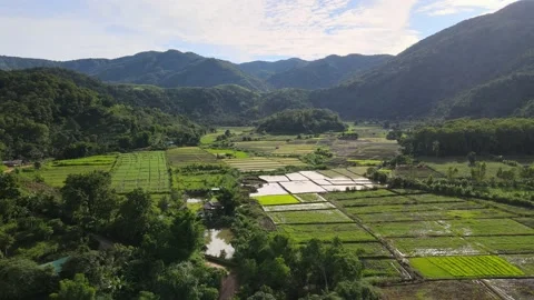 Drone flight over rice fields in Chiang Rai Province of Northern Thailand. Stock Footage 135711918