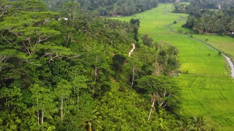 Drone flight over rice fields in the Jugle of Sri Lanka. 4k, Stock Footage 273502209