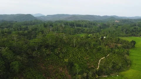 Drone flight over rice fields in the Jugle of Sri Lanka. 4k, Stock Footage 273502210