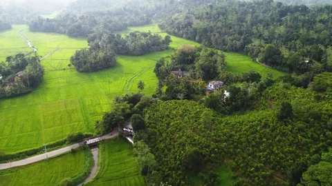 Drone flight over rice fields in the Jugle of Sri Lanka. 4k, Stock Footage 273502211