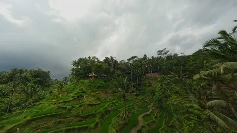 Drone flight over rice paddies and palm trees in Bali Video stock 238527604
