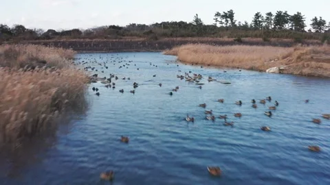 Drone flight over river and beach with waterbirds at sunset Miyazaki Japan Stock Footage 259670304