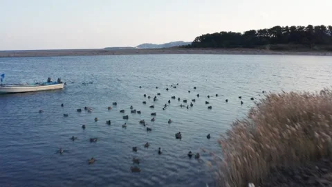 Drone flight over river and beach with waterbirds at sunset Miyazaki Japan Stock Footage 259670384
