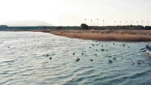 Drone flight over river and beach with waterbirds at sunset Miyazaki Japan Stock Footage 259670506