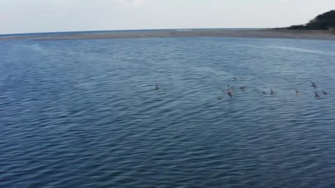 Drone flight over river and beach with waterbirds at sunset Miyazaki Japan Stock Footage 259670584