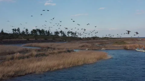 Drone flight over river and beach with waterbirds at sunset Miyazaki Japan Stock Footage 259670588