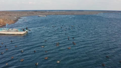 Drone flight over river and beach with waterbirds at sunset Miyazaki Japan Stock Footage 259670590