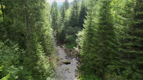 Drone Flight Over Rocky Forest 3 Stock Footage 323525540