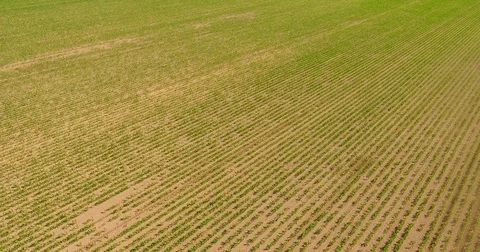 Drone flight over rows of corn Stock Footage 77086016