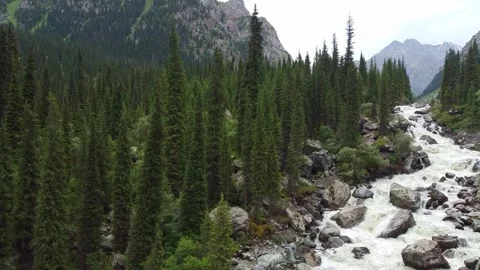 Drone Flight Over Rushing River To Spruce Forest. Kyrgyzstan, Karakol Stock Footage 332937674