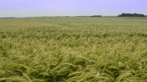 A drone flight over a rye field in summer. Stock Footage 197007141