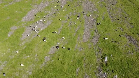 Drone flight over sheep flock on green mountain slope Stock Footage 338104065