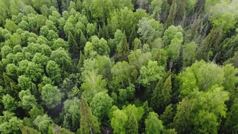 Drone flight over Siberian forest	 Stock Footage 230806247