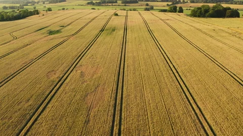 Drone flight over a small avenue with lime trees and a large wheat field in Stock Footage 163093011