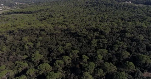 Drone flight over small outdoor cemetery in the forest Stock Footage 95899846