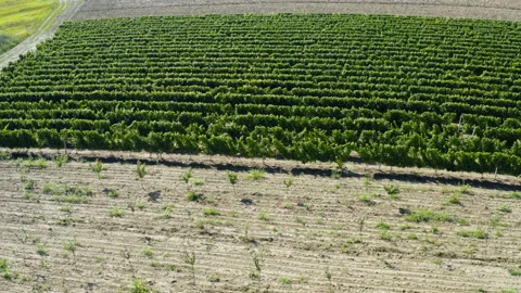 Drone flight over a small vineyard between fruit plantations Stock Footage 138228139