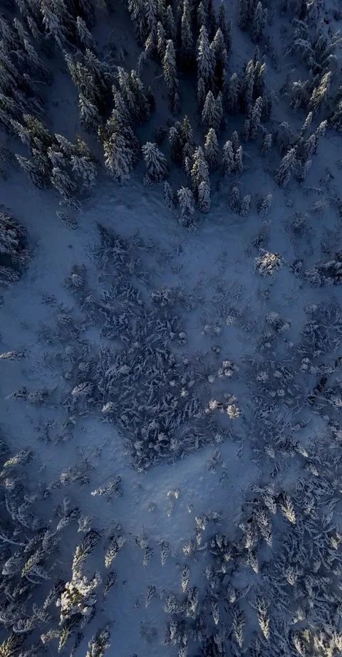 Drone flight over snow trees early winter. Stock-Footage 319476511