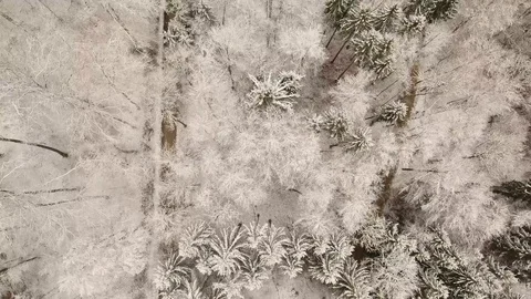 Drone flight over a snowy forest Stockbeeldmateriaal 90762671