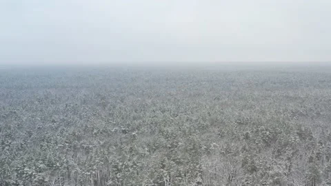 Drone flight over snowy forest Stock Footage 169084620