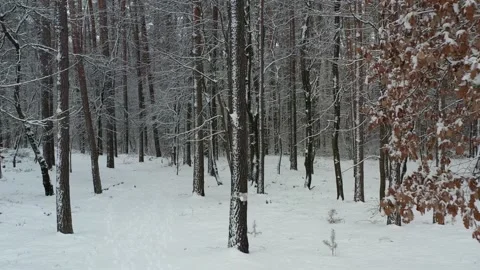 Drone flight over snowy forest 動画素材 169084622
