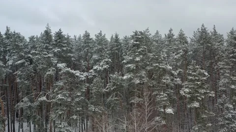 Drone flight over snowy forest 動画素材 169084679