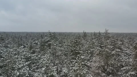 Drone flight over snowy forest Stock Footage 169084699