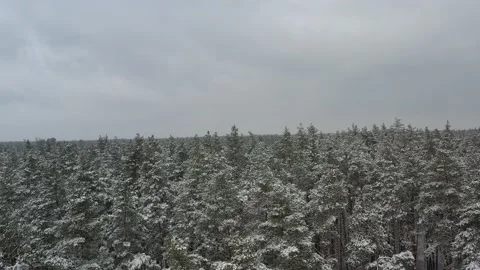 Drone flight over snowy forest Stock Footage 169084789