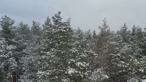 Drone flight over snowy forest 動画素材 169084972